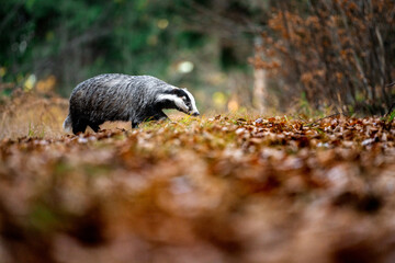 European badger (Meles meles) walking through autumn forest, low angle view of wild mammal among fallen leaves, natural woodland habitat, calm wildlife scene in European nature © Dagmar
