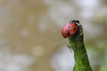 Fototapeta premium Red ladybug on a green algae in the swamp, close up