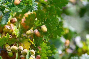 A Stunningly Beautiful CloseUp View of Oak Tree Acorns and Their Leaves in a Natural Setting