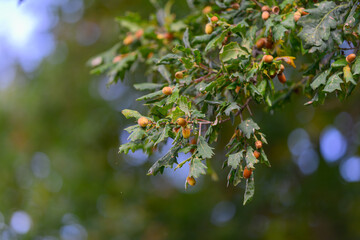 The Oak Tree Branch adorned with Acorns is shown in a beautiful and natural setting