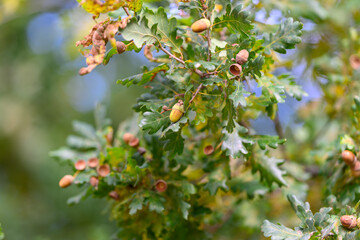 A closeup view showcasing the intricate details of oak tree leaves along with acorns
