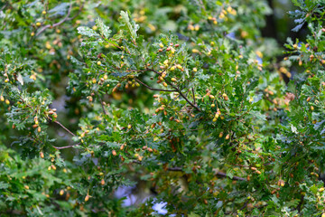 Lush and vibrant green oak tree foliage adorned with golden acorns, symbolizing natures beauty
