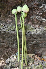 Floral offering at a temple in the Angkor area - beautiful display closeup