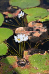 A closeup of a feathery water lily bloom in a pond near a temple in the Angkor area of Cambodia