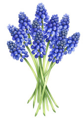 Fototapeta premium Vibrant Blue Grape Hyacinth Bouquet