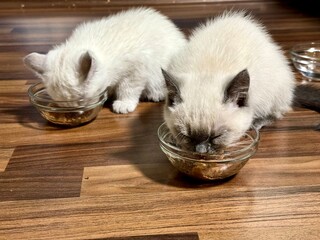 Fototapeta premium A photo of two British Shorthair kittens eating from a glass bowl