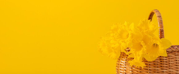 Composition of yellow daffodils in a wicker basket on a bright plain background. A beautiful spring banner or card background with room for text