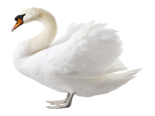 Fototapeta premium White swan standing isolated on transparent background PNG cutout
