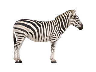 Fototapeta premium Zebra standing isolated on transparent background PNG cutout