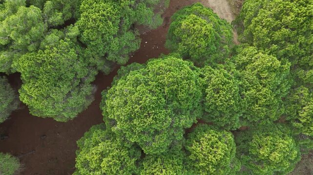 Close-up drone shot focusing on the structure of Mediterranean pines and the sandy ground beneath. Highlighting the unique coastal soil and flora of the Balkan region.
