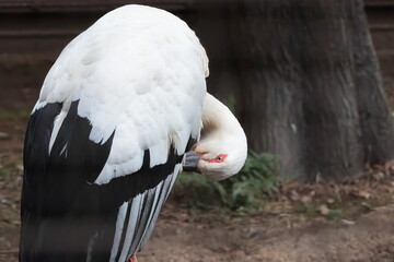 Fototapeta premium コウノトリ