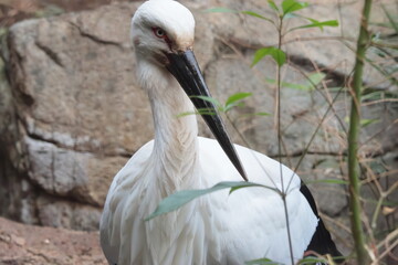 Fototapeta premium コウノトリ