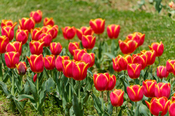 Obraz premium 公園の芝生に群生する赤と黄色のチューリップの花畑