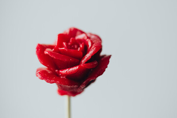 Red lollipop in the form of rose flowers closeup on white background. © sav_an_dreas