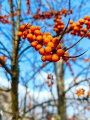 Sea buckthorn grows on a tree branch in autumn.
