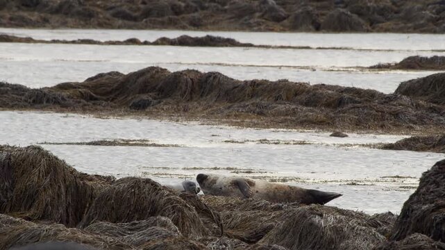 A wild harbor seal rests peacefully on kelp-covered rocks during low tide at Ytri Tunga beach in Iceland, showcasing Nordic marine wildlife in its natural habitat