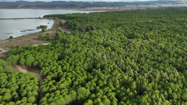 Aerial view of a pine forest border meeting a quiet body of water. Illustrating the diverse natural landscape of the Albanian Adriatic coast.