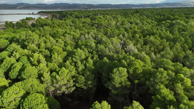 Wide-angle aerial photography of a dense Mediterranean pine forest. The image showcases the health and density of the Balkan ecosystem under a clear sky.