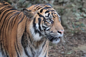 Obraz premium スマトラトラ