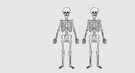 Two Human Skeletons Standing Side By Side. © rara