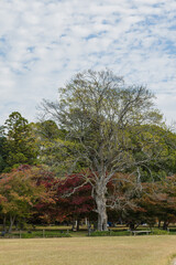 日本　岡山県岡山市北区後楽園の日本庭園の紅葉