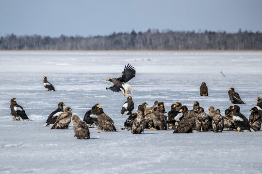 Flock of Eagles and hawks in a snowy landscape, Nemuro, Hokkaido, Japan