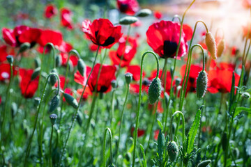 Obraz premium Red poppies blooming in a vibrant green field under bright sunlight, showcasing spring renewal, growth, and the delicate beauty of nature spreading across a meadow