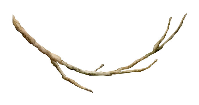 Sprig tree branch. Watercolor spring floral illustration hand painted isolated on white background in rural style for Easter design element cottagecore poster card postcard print textile home decor