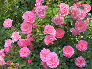 Obraz premium Roses beautiful pink flowering bush in English garden.