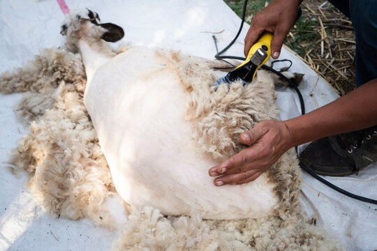 Worker shearing a sheep with an electric clipper, processing wool fiber for textile production, demonstrating traditional farming practices and animal husbandry