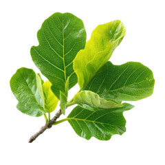 Fototapeta premium A close-up of a fig tree branch with green leaves on a black background