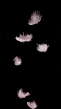 Delicate Pink Feathers Drifting Downward. Footage of soft, fluffy light pink feathers gently floating and falling in slow motion against a pure black background.