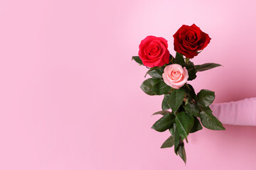 Fototapeta premium Vibrant red and pink roses with lush green leaves held against a soft pastel pink background, ideal for romantic, floral, or celebration themes.