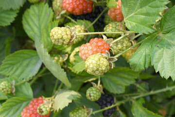 Natural food - fresh unripe blackberries in a garden. Bunch of unripe blackberry fruit, Rubus fruticosus - on branch with green leaves on a farm. Closeup, blurred background. Chakwal, Punjab, Pakistan