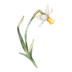 Obraz premium Daffodil Spring Bulb Flower. Watercolor hand drawn narcissus floral illustration isolated on white background for Easter Woman's day design textile fresh print card cosmetic package porcelain crockery