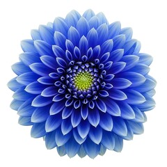 Vibrant blue dahlia flower in full bloom isolated on white background