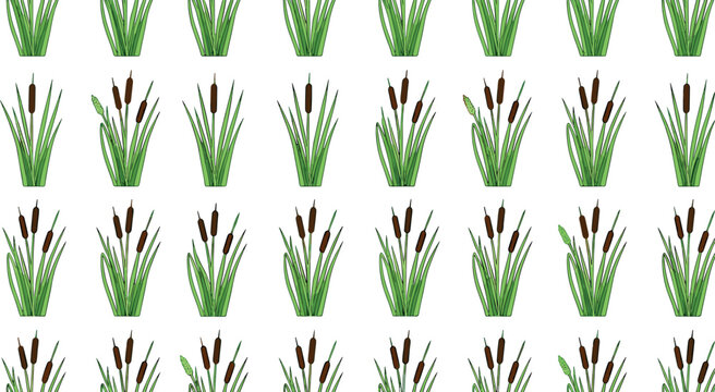 Seamless green cattail plant pattern with brown bullrushes, marsh grass vegetation illustration for nature backgrounds and wetland ecosystem designs.