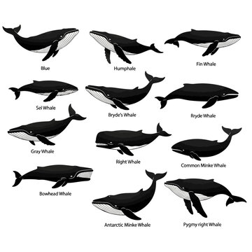 Vector set of 12 different whale species with names, black and white marine mammal collection isolated on white
