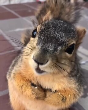 squirrel in the park