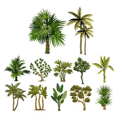Diverse Palm Tree Collection: A collection of various palm tree illustrations showcasing diverse shapes, sizes, and species, perfect for enhancing your tropical or nature-themed projects.