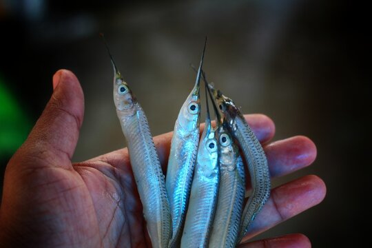 halfbeak spipe needle fish in hand in nice blur background HD