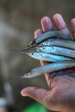 halfbeak spipe needle fish in hand in nice blur background HD
