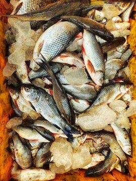 lots of fish in plastic basket krait for sale in Indian fish market