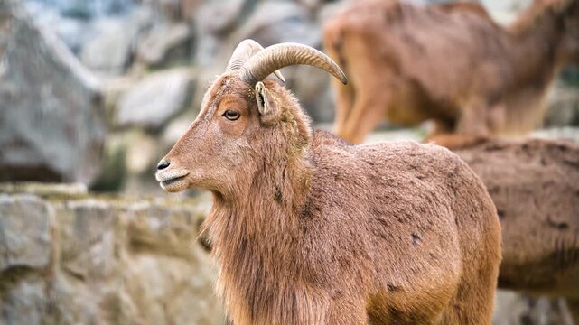 Close-up video of a Barbary Sheep (Aoudad)