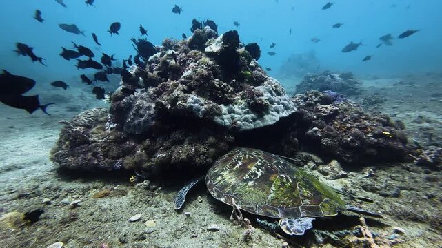 A coral block lies in the middle of a sandy area on the seabed. Right next to it, a hawksbill turtle sleeps, its head tucked beneath the coral structure. A remora glides over its carapace. Long shot.