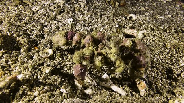 A blunt decorator crab walks forward across the sandy seabed. Its body is densely covered with sponges and other marine life. Shot during night.