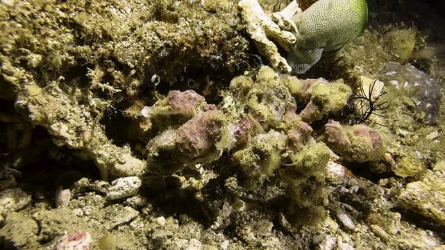 A blunt decorator crab is barely visible next to a coral block because it is perfectly camouflaged. Its entire body is covered with sponges and other marine life. The crab slowly begins to move.