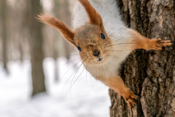 Fototapeta premium Close-up portrait of a wild red squirrel (Sciurus vulgaris) with prominent ear tufts, clinging to the rough bark of a tree trunk and looking directly at the camera.