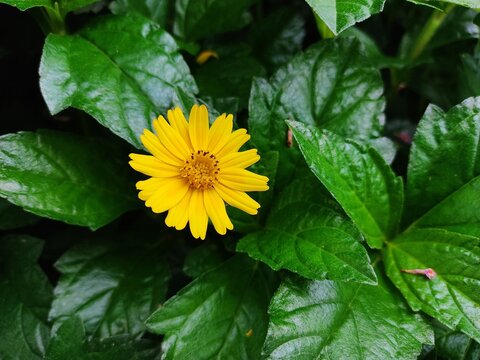 beautiful mini sunflower like yellow garden flower hd Wedelia chinensis