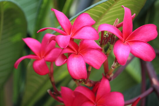 beautiful plumeria alba champa flower in nice blur background
